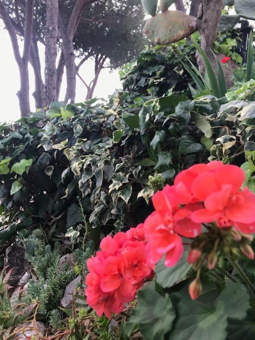Villa Barabarca カポリーヴェリ エクステリア 写真